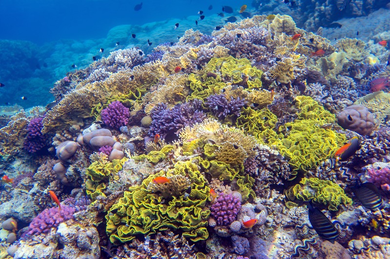 Marsa Alam, Abu Dabbab