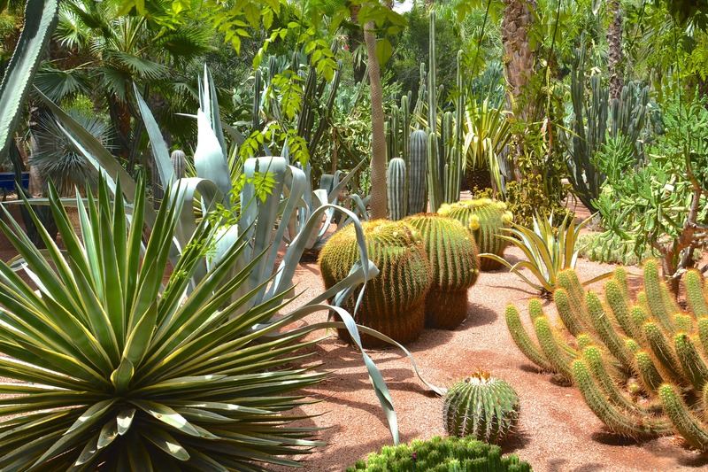 Giardini Majorelle piante